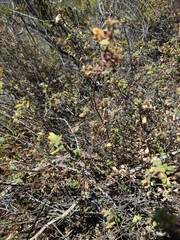 Clinopodium chandleri