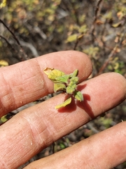 Clinopodium chandleri