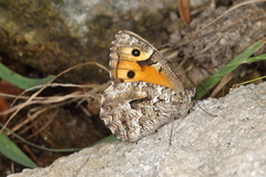 Hipparchia senthes