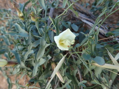 Calystegia peirsonii