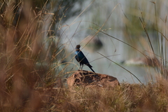 Lamprotornis australis