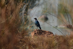 Lamprotornis australis