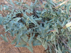 Calystegia peirsonii