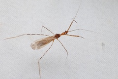 Stenolemoides arizonensis