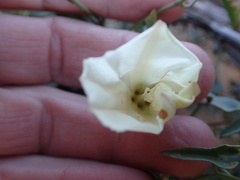 Calystegia peirsonii