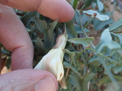 Calystegia peirsonii