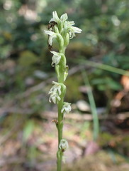 Platanthera ephemerantha