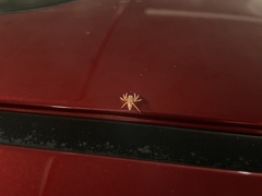 Araneae