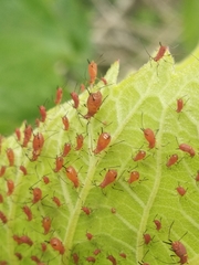Uroleucon rudbeckiae