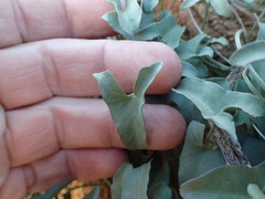 Calystegia peirsonii