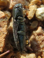 Buprestinae