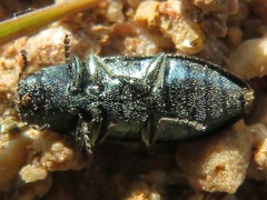 Buprestinae
