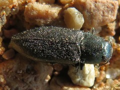 Buprestinae