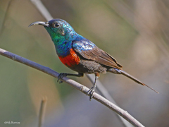 Cinnyris nectarinioides