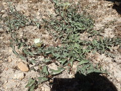 Calystegia peirsonii