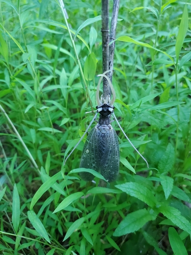 Eastern dobsonfly