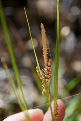 Carex mendocinensis