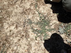 Calystegia peirsonii