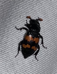 Nicrophorus investigator
