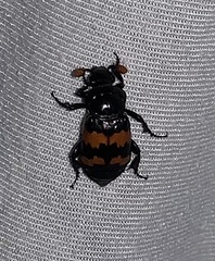 Nicrophorus investigator