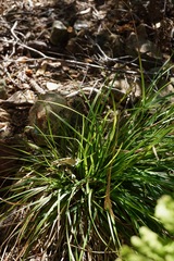Carex mendocinensis