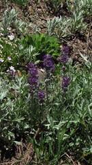 Phacelia sericea sericea