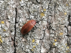 Pseudocistela ceramboides