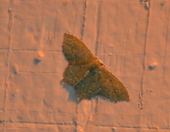 Chloropteryx nordicaria