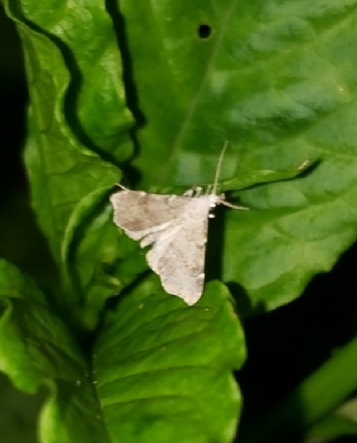 Pygmy Redectis Moth photo 3