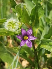 Sisyrinchium idahoense