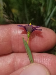 Sisyrinchium idahoense