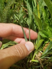 Sisyrinchium idahoense