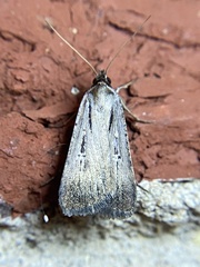 Tathorhynchus exsiccata