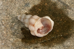 Marmorofusus nicobaricus
