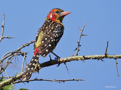 Trachyphonus erythrocephalus