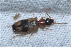 Anomotarus crudelis