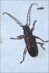 Phoracantha rugithoracica