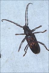 Phoracantha rugithoracica
