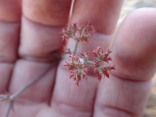 Image of White-Bracted Spineflower (Chorizanthe xanti) by no rights reserved