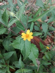 Sphagneticola calendulacea