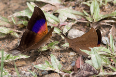 Marpesia furcula