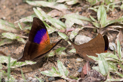 Marpesia furcula