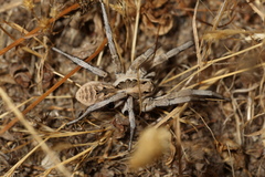 Lycosa praegrandis