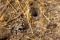 Lycosa praegrandis