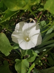 Calystegia atriplicifolia atriplicifolia