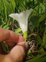 Calystegia atriplicifolia atriplicifolia