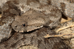 Macrovipera lebetinus schweizeri