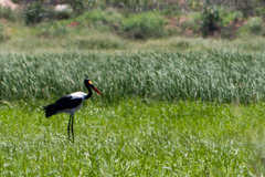 Ephippiorhynchus senegalensis