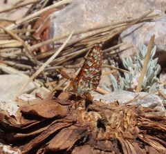 Euphydryas editha augustina
