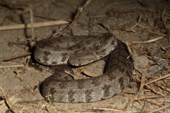 Macrovipera lebetinus schweizeri
